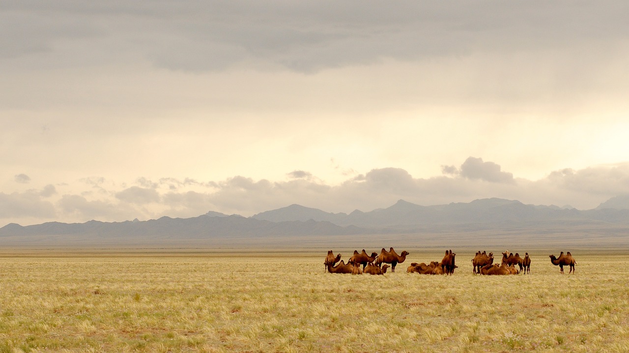 Mongolei Agrarwirtschaft Viehzucht Steppe
